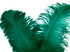 10 Pieces - 18-24" Teal Green Large Prime Grade Ostrich Wing Plume Centerpiece Feathers