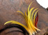 10 Pieces -  Mini 1-2" Natural Gold Golden Pheasant Tippet Crest Feather