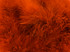 2 Yards - Orange Turkey Medium Weight Marabou Feather Boa 25 Gram