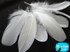 1/4 Lb - White Goose Nagoire Wholesale Feathers (Bulk)