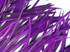 1 Yard - Purple Goose Biots Stripped Wing Wholesale Feather Trim