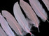 1 Pack - Baby Pink Goose Satinettes Loose Feathers 0.3 Oz.