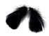 1 Pack - 2-3" Black Goose Coquille Loose Feathers - 0.35 Oz.