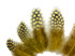 1 Pack - Yellow Guinea Hen Polka Dot Plumage Feathers 0.10 Oz.