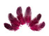 1 Pack - Candy Pink Guinea Hen Polka Dot Plumage Feathers 0.10 Oz.