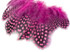 1 Pack - Candy Pink Guinea Hen Polka Dot Plumage Feathers 0.10 Oz.