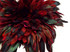 4 Inch Strip - Red Dyed Half Bronze Strung Rooster Schlappen Feathers