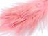 5 Pieces – Dusty Pink Bleached & Dyed Peacock Tail Eye Feathers 10-12” Long 