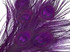 5 Pieces – Purple Bleached & Dyed Peacock Tail Eye Feathers 10-12” Long 
