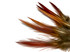 10 Pieces - 4-6" Natural Red Golden Pheasant Red Tip Loose Pointy Feathers