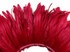 2.5  Inch Strip -  Red Strung Natural Bleach & Dyed Coque Tails Feathers