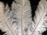 100 Pieces - 8-10" Bleached Off White Ostrich Drab Body Wholesale Feathers (Bulk)