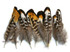 6 Pieces - Golden Yellow Reeves Venery Pheasant Small Quill Feathers