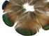 1 Pack - Iridescent Green Bronze Golden Pheasant Plumage Feathers 0.10 Oz