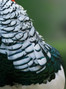 1 Dozen - Natural White Lady Amherst Pheasant Tippet Feathers