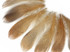 1 Dozen - Tan Mallard Duck Flank Plumage Feathers