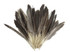 1 Pack - Natural Brown Duck Primary Wing Pointer Feathers 0.50 Oz.