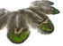 10 Pieces - Iridescent Green Gold Peacock Plumage Loose Feather