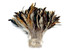 4 Inch Strip - Natural Cream & Black Strung Rooster Schlappen Feathers