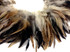 4 Inch Strip - Natural Cream & Black Strung Rooster Schlappen Feathers