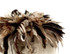 4 Inch Strip - Natural Cream & Black Strung Rooster Schlappen Feathers