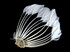 1 Piece - Bleached White Stripped Duck Cochette Center Fan Feather Pad