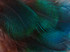 10 Pieces - Iridescent Green Peacock Plumage Loose Feathers
