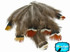 1 Pack - Mix Lady Amherst Pheasant Plumage Feathers 0.10 Oz.