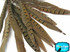 10 Pieces - 6-8" Natural Ringneck Pheasant Tail Feathers