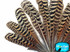 10 Pieces -  6-10" Natural Brown Barred Mottled Peacock Wing Quills Feathers