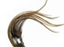 1 Dozen - Medium Golden Badger Rooster Saddle Whiting Hair Extension Feathers