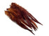 1 Dozen - Medium Solid Brown Rooster Saddle Whiting Hair Extension Feathers