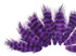 1 Dozen - Purple Grizzly Mini Rooster Chickabou Fluff Whiting Hair Feathers