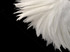 4 Inch Strip - 4-6" Natural White Strung Chinese Rooster Saddle Feathers