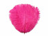 10 Pieces - 8-10" Hot Pink Ostrich Dyed Drabs Feathers