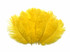 10 Pieces - 11-13" Yellow Bleached & Dyed Ostrich Drabs Body Feathers