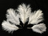 1 Pack - Off White Ostrich Small Confetti Feathers 0.3 Oz