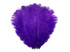 10 Pieces - 8-10" Purple Ostrich Dyed Drabs Feathers