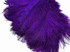 10 Pieces - 8-10" Purple Ostrich Dyed Drabs Feathers