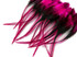 1 Dozen - Short Hot Pink Badger Whiting Farm Rooster Saddle Hair Extension Feathers