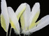 4 Pieces - White And Yellow Sulphur-Crested Cockatoo Wing Feather -Rare-