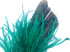 6 Inch Strip - Ocean Green Ostrich Fringe Trim Feather
