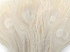 100 Pieces - Ivory Bleached Peacock Tail Eye Wholesale Feathers 10-12" Long (Bulk)