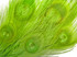 50 Pieces – Lime Green Bleached & Dyed Peacock Tail Eye Wholesale Feathers (Bulk) 10-12” Long 
