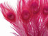 100 Pieces – Hot Pink Bleached & Dyed Peacock Tail Eye Wholesale Feathers (Bulk) 10-12” Long 