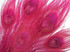 100 Pieces – Hot Pink Bleached & Dyed Peacock Tail Eye Wholesale Feathers (Bulk) 10-12” Long 