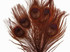 100 Pieces – Chocolate Brown Bleached & Dyed Peacock Tail Eye Wholesale Feathers (Bulk) 10-12” Long 