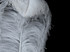 1/2 Lb. - 18-24" White Grade #1 Large Ostrich Wing Plume Wholesale Feathers (Bulk)