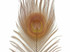 100 Pieces – Light Brown Bleached & Dyed Peacock Tail Eye Wholesale Feathers (Bulk) 10-12” 