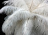 10 Pieces - 6-8" Off White Ostrich Dyed Drabs Body Feathers